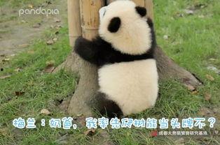 网红主播熊猫,网络红人的崛起与影响力